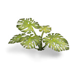 Gamers Grass Laser Plants: Monstera