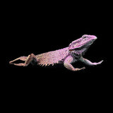 Lizard with a pinkish-purple hue on a black background