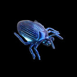Blue metallic beetle on a black background