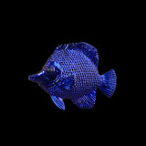 Blue textured fish-shaped object on a black background