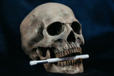 Skull with a toothbrush in its mouth against a dark background