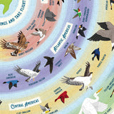Colorful illustration of various birds with labels on a circular chart