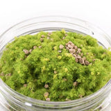 Moss and small rocks in a clear glass jar on a white background