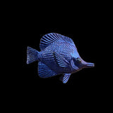 Blue fish figurine on a black background