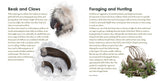Baby Bestiary: Hoot & Growl - An Owlbear Lorebook - Softcover