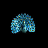 Peacock with its feathers spread out on a black background