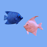 Blue and pink fish against a blue background