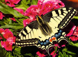 Butterfly on pink flowers with green leaves