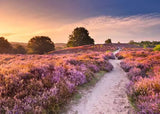 Pathway through a field of purple flowers with a sunset sky.