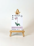 Pink Fawn Lily plant packaging on a small wooden stand against a white background