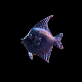 Blue angel fish on a black background