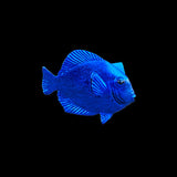 Blue fish-shaped object on a black background