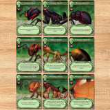 Set of trading cards featuring insect-like creatures on a wooden surface