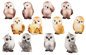 Mini Owl, 12 pc Set