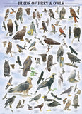 Puzzle: Animal Charts - Birds of Prey and Owls
