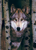 Puzzle: Animal Life Photography - Gray Wolf