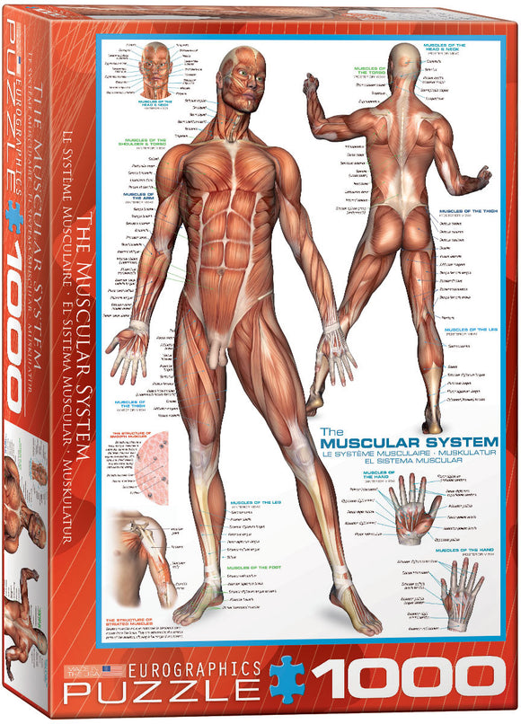 Puzzle: History & General Interest - The Muscular System