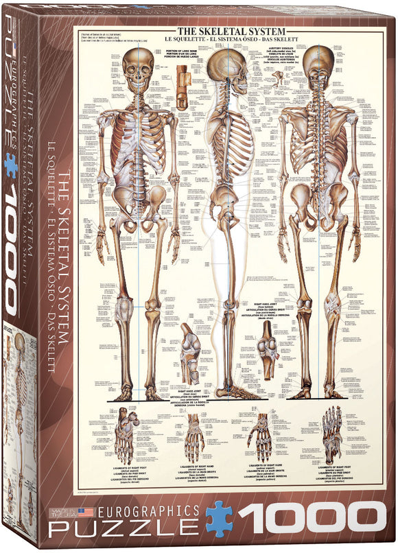 Puzzle: Anatomy & Science Charts  - The Skeletal System