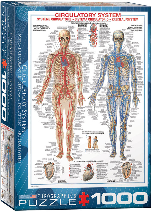 Puzzle: History & General Interest - Circulatory System