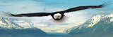 Puzzle: Panoramic Puzzles - Eagle