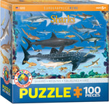 Puzzle: Educational Charts for Kids - Sharks